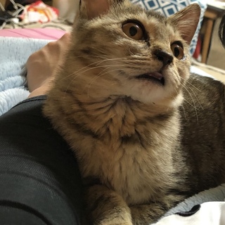 仲良し姉妹の子猫　里親募集