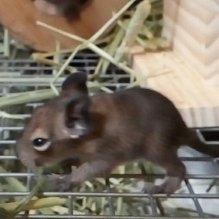 デグーベビー5匹里親さんを探しています