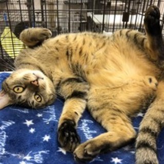 自由が大好きトラ兄　♂