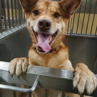 【時間がありません 飼い主引き取り】ハンサムな男子