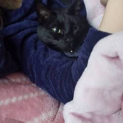 「腕枕ジジちゃん」サムネイル1