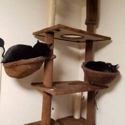 「腕枕ジジちゃん」サムネイル3