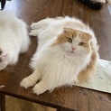 飼い主様入院の為、里親さま募集のスコティッシュ