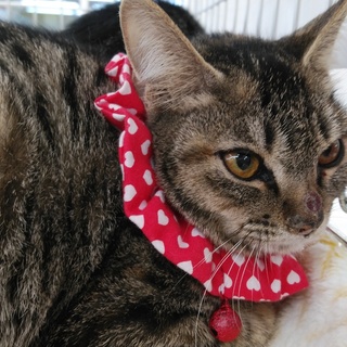 抱っこも好きな被毛が柔らかいキジトラ女子