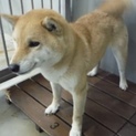 里親様に迎えられました。ありがとうございました。