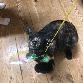 サビ猫♀生後半年