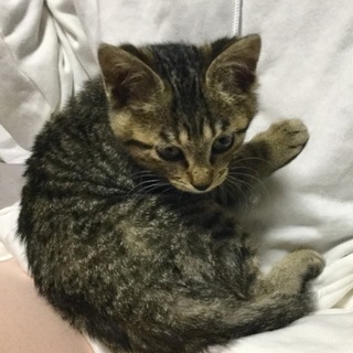 本当はもっと可愛いの甘えん坊サビちゃん動画あり