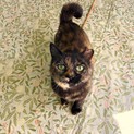 美人サビ猫さん甘えん坊