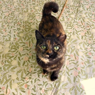 美人サビ猫さん甘えん坊