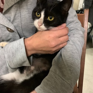 白黒ハチワレ人馴れ最高♀