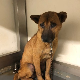 父性愛溢れる奇跡のワンコ、クロス君→お話進行中