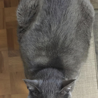 元気な13歳の女の子です