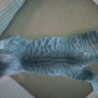 りきち