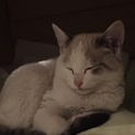 会社に居ついてしまった子猫です。