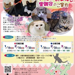 『保護猫のずっとのお家探し里親会』