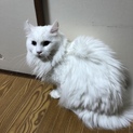 メインクーンの里親募集