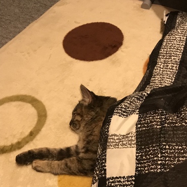 猫はコタツで丸くなる♡