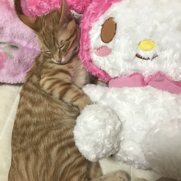 一緒におねんね♡