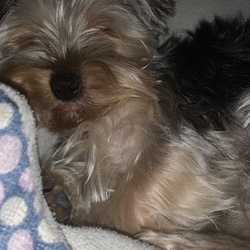 明け方珍事件｡ﾟ(ﾟ´ω`ﾟ)ﾟ｡