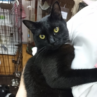 僕を見て〜!! 甘えん坊 クロネコの　ヤマト♂