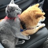 仲良しミニ芝犬のタンゲとロシアンブルーのチロです。
