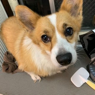 パンジーチーム　こぎこちゃん　里親絶賛募集中！