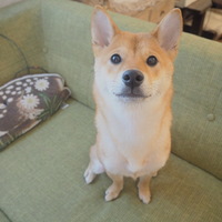 さくら
