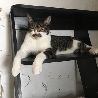 甘ったれキジ白男子ななたま