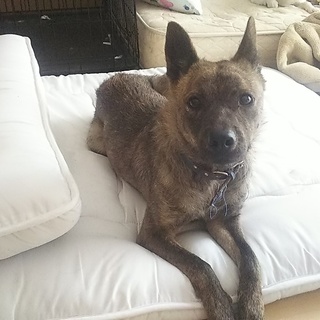 甲斐犬風★３歳の女の子★