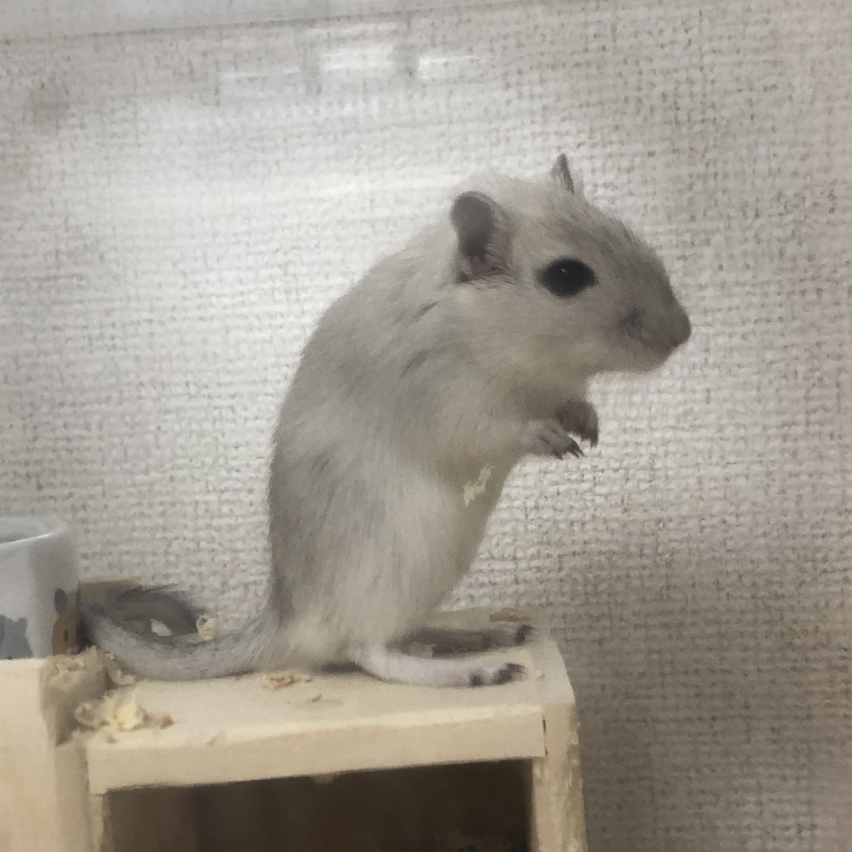 惟のカバー写真