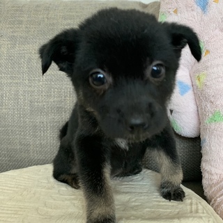 ウメちゃん一旦停止