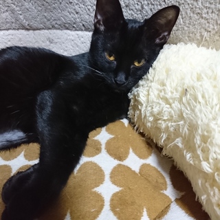 ひょうきんな女の子、イズ♪