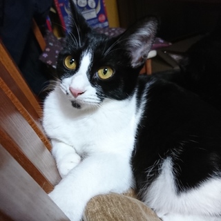 食いしん坊な女の子、ジョリィ♪