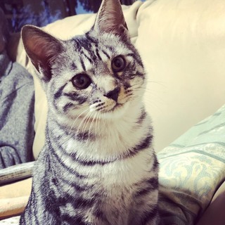みかん、里親さま決定！ありがとうございまし