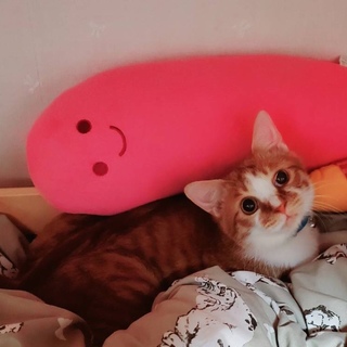 ちゃ白の甘えん坊男の子動画あり