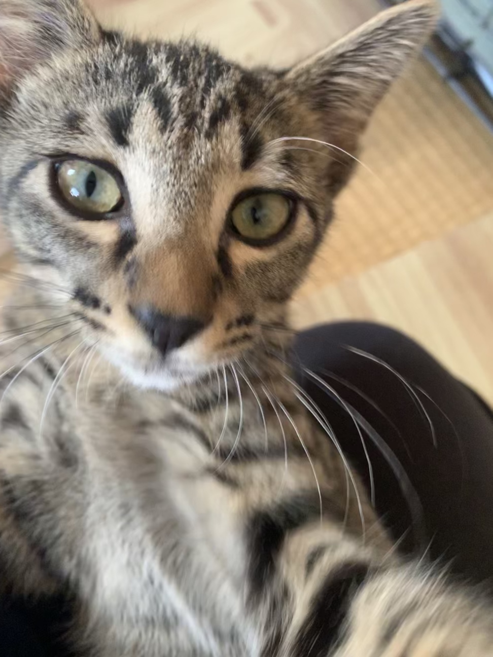 ゴロゴロふみふみ キジト 兵庫県 猫の里親募集 2925 ペットのおうち 月間利用者150万人