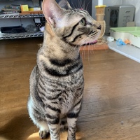 きら