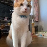 ちゃろ