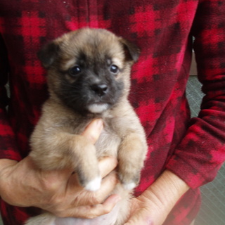 鼻黒で人懐っこいチョコちゃん