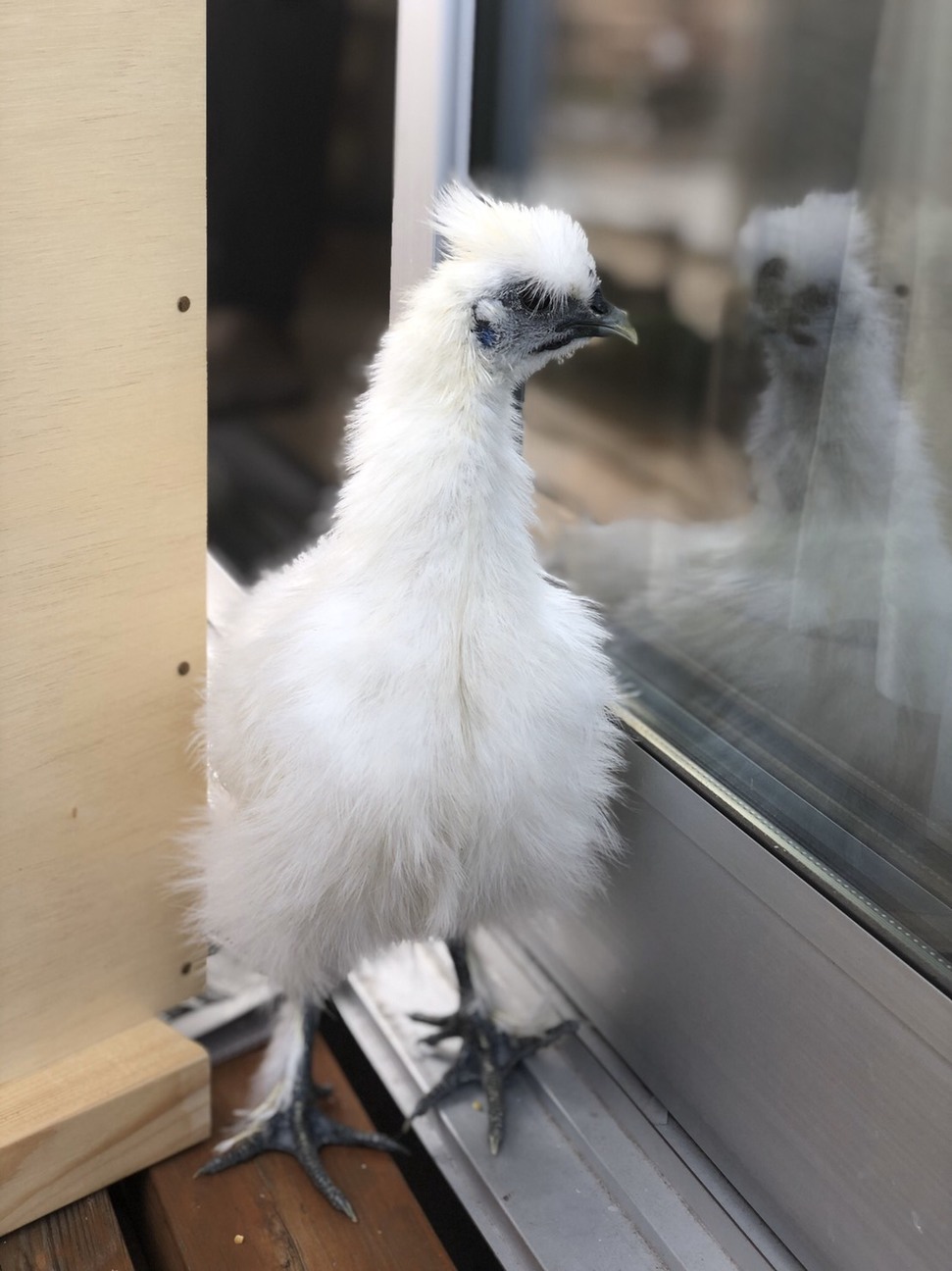 烏骨鶏オス1歳未満」神奈川県 - 鳥の里親募集(296581) 2枚目の