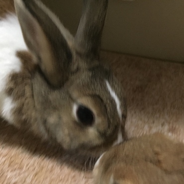 ママの顔とモカの顔を付けてる様子