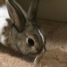 ママの顔とモカの顔を付けてる様子