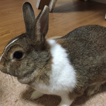 モカ