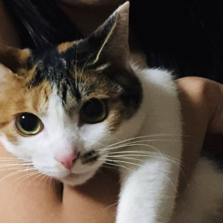 美人のネネちゃんを家族に！