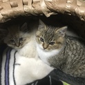 里親さん募集