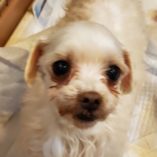 この子を助けてください。