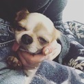 ペロリンこと、ぺろん【募集再開】
