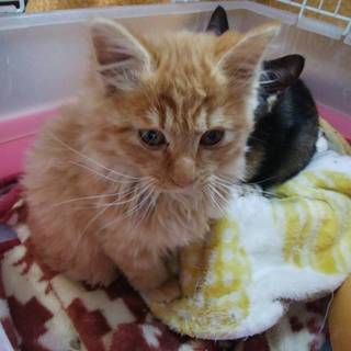 （里親さん決定しました）モコモコな茶トラの男の子