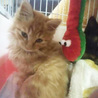 （里親さん決定しました）モコモコな茶トラの男の子 サムネイル3