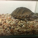 カブトニオイガメ 購入4年目